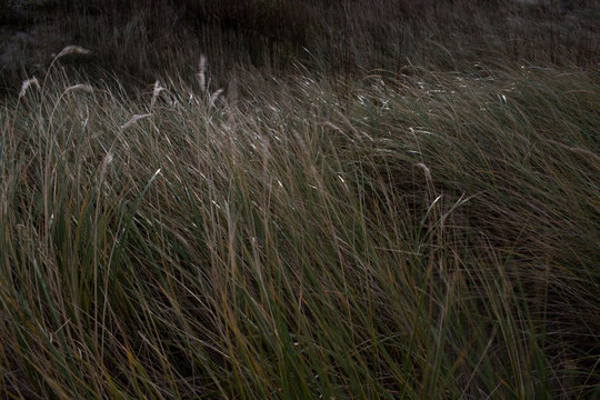 Dense Wild Grass Field with Subtle Highlights and Natural Texture