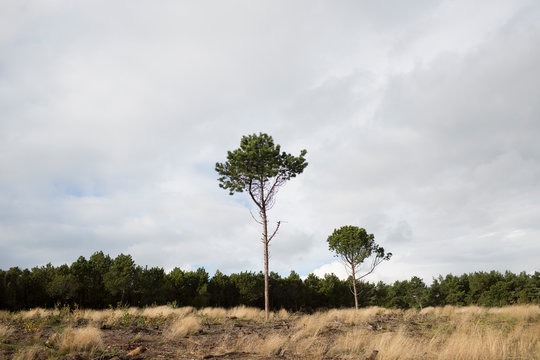 Two Pine Trees on a Grassy Hillside with Distant Forest and Overcast Sky