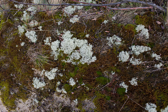 Textured Ground with Green Moss, Dry Grass, and White Lichen