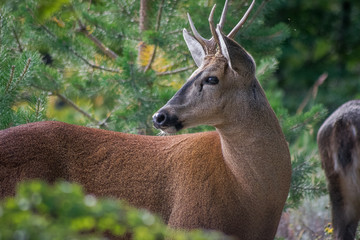 huemul en parque