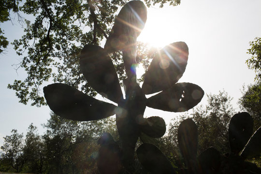 Prickly Pear Cactus Silhouette Against Sunny Sky with Sun Flare