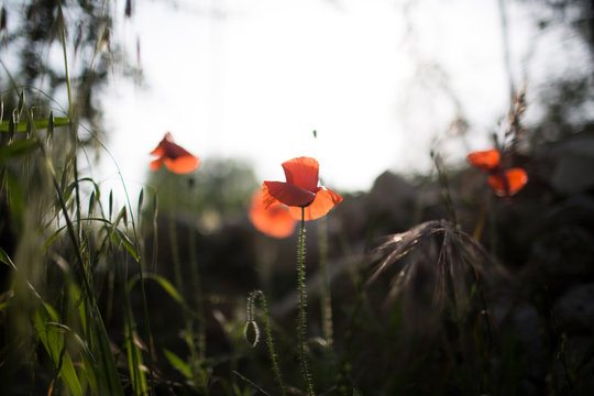 Vibrant Red Poppies in a Meadow, Bathed in Soft Backlight and Bokeh