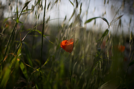 Vibrant Red Poppy Blossom Nestled in Tall Green Grass with Dreamy Bokeh