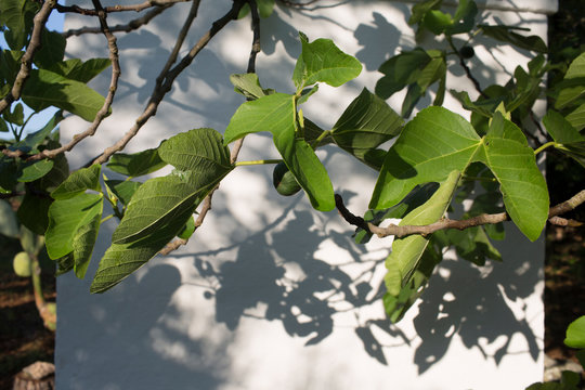 Vibrant Green Fig Leaves and Branch Shadows on a Bright Wall