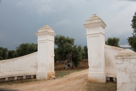 Rustic White Stone Gate Entrance to Ancient Olive Grove in Puglia, Italy