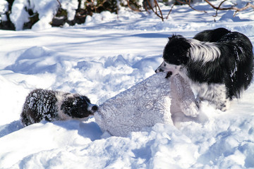 dogs playing in snow