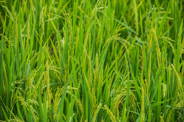 Fototapeta na wymiar Rice field background texture close-up
