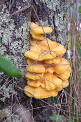 Wood orange mushrooms growing on old wet tree