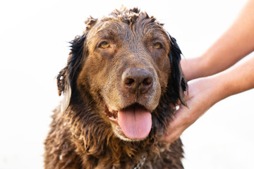 Happy dog taking a bath