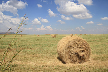Beaitiful green landscape, hay-field and hey-stacks in the foreground,  yellow sunflowers on the background.. 