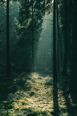 Obraz premium Ponury las