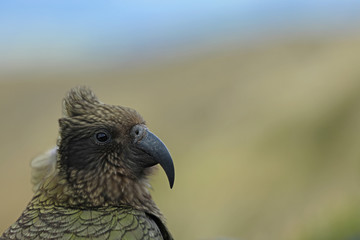Wilder Kea Papagei in den Bergen in Neuseeland