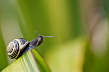 Snail on green Leaf