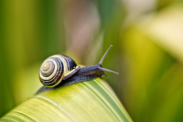Snail on green Leaf - Powered by Adobe