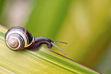 Snail on green Leaf