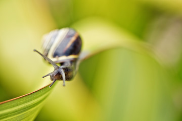 Snail on green Leaf