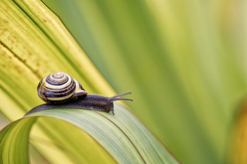 Snail on green Leaf