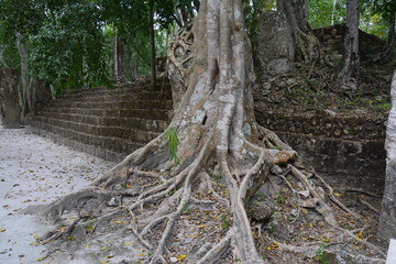 Site Archéologique de Calakmul Campeche Mexique