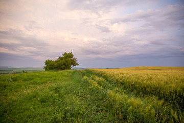 landscape with wheat field and blue sky