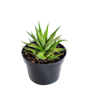 Haworthia plant in pot isolated