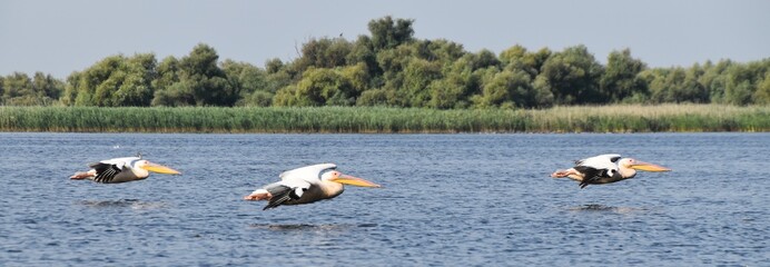 Fototapeta na wymiar wildlife : three pelicans fly low on a pond
