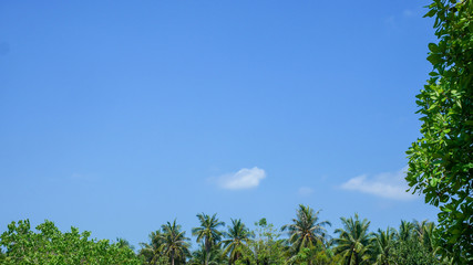 Obraz premium clear blue sky background with top of coconut tree