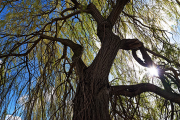 weeping willow silhouette in spring season