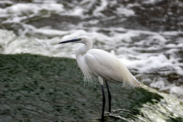 Heron