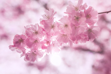 Naklejka na ściany i meble Cherry blossom in springtime
