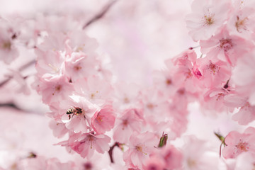 Yellow jacket wasp pollinating beautiful rose bloom in springtime