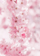 Cherry blossom in springtime