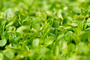 Grüner Salat: Vogerlsalat – Feldsalat – Rapunzel - (Valerianella locusta), Nüsslisalat,...