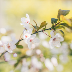 Spring time wild flower blossom