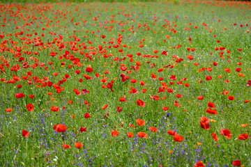 Poppy fields, Castelvecchio Pascoli, Barga, Italy