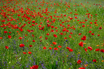 Fototapeta premium Poppy fields, Castelvecchio Pascoli, Barga, Italy