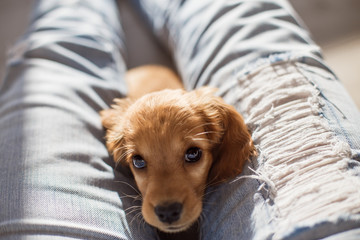 English cocker spanile puppy lying on somebody unknown