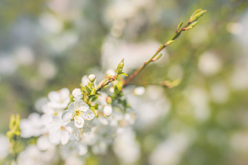 Spring time wild flower blossom