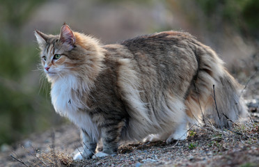 Naklejka na ściany i meble Norwegian forest cat female standing outdoors on a windy evening