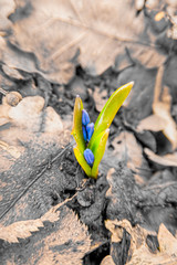 Young sprout of blue snowdrop.