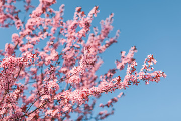 Blooming rose almond tree at the beginning of springtime