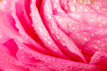 Frühlingsblumen  - Ranunkeln blumenstrauß hintergrund