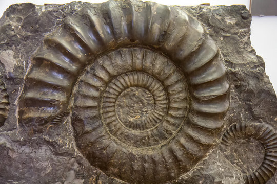 Spiral Ammonite fossil