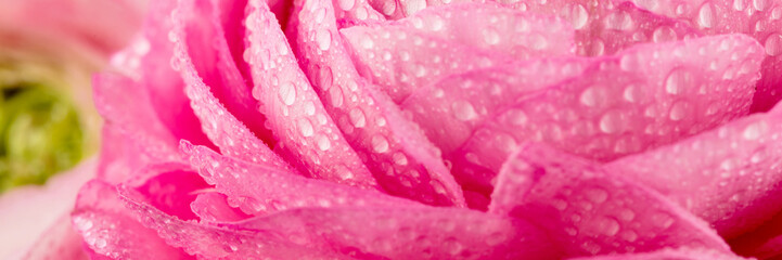 Persian buttercup. Bunch pale pink ranunculus flowers light background. Wallpaper, Horizontal photo 