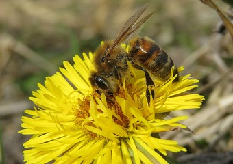 Bee on yellow coltsfoot flower in the meadow in spring, closeup
