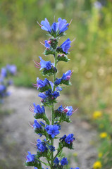 Fototapeta premium In the meadow in the grass blossom Echium vulgare