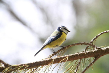 Vögel, Blaumeise