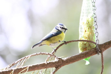Vögel, Blaumeise