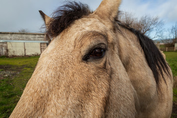 A Friendly Horse at His Barn, Color Image