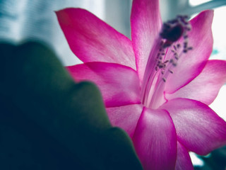 Fototapeta na wymiar closeup of a pink flower