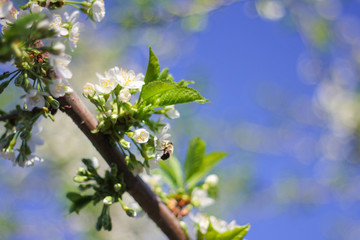 trees bloom in spring. on the branches of white delicate flowers. a warm Sunny day